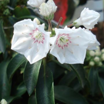 Kalmia latifolia Elf