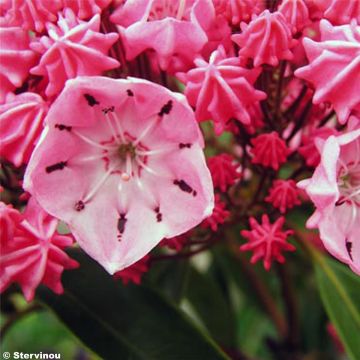 Kalmia latifolia Ewa