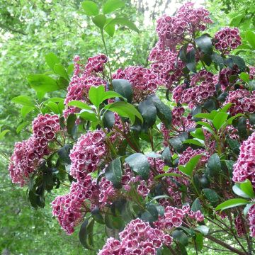 Kalmia latifolia Keepsake