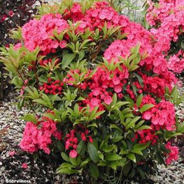 Kalmia latifolia Pink Charm