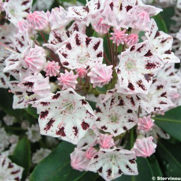 Kalmia latifolia Windrose