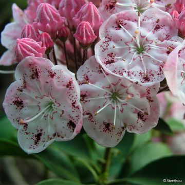 Kalmia latifolia Tofka