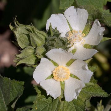 Kitaibelia vitifolia - Malva de los Balcanes