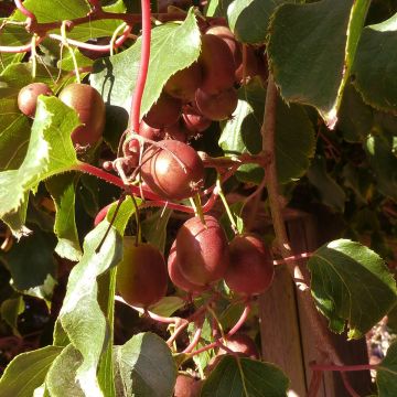 Mini kiwi Red Jumbo - Actinidia arguta