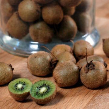 Kiwi Jenny Bio - Actinidia deliciosa