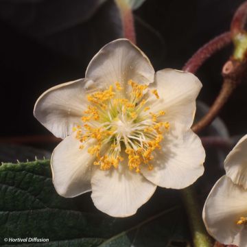 Kiwi Minkimale (Macho) - Actinidia chinensis