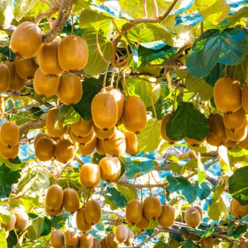 Kiwi Montcap - Actinidia deliciosa