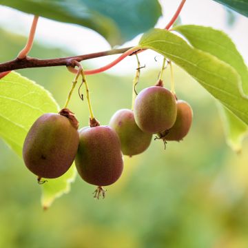 Mini kiwi Ananasnaya (Hembra) - Actinidia arguta