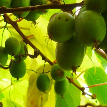 Mini kiwi Bayern Hembra) - Actinidia arguta