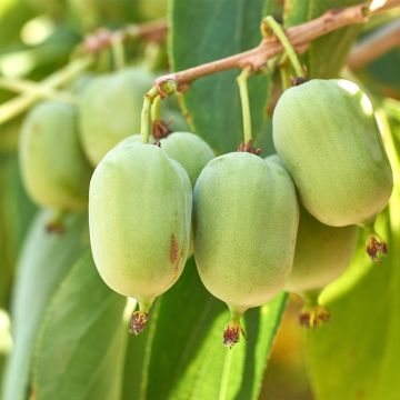 Mini kiwi Super Jumbo (Hembra) - Actinidia arguta