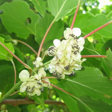 Mini kiwi Weikii - Actinidia arguta