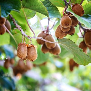 Kiwi - Actinidia chinensis