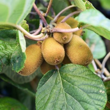 Kiwi Solo - Actinidia chinensis