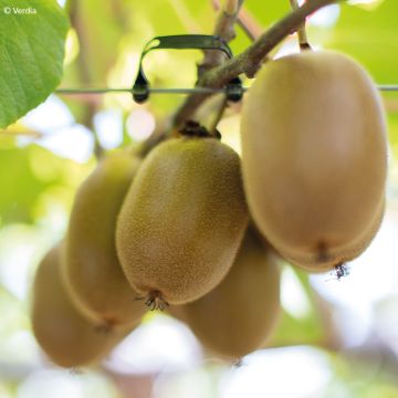 Kiwi kiw'Happy Hembra - Actinidia deliciosa