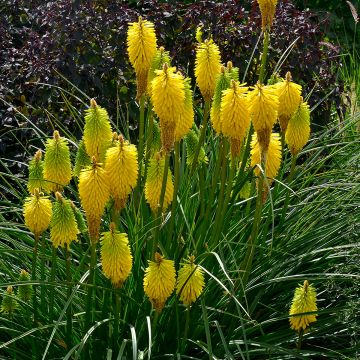 Kniphofia Bees Lemon