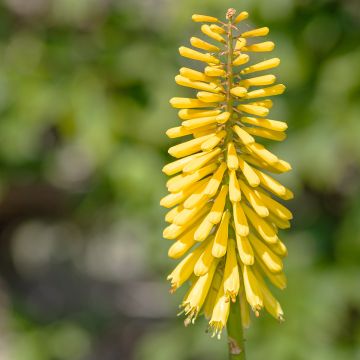 Kniphofia Dingaan