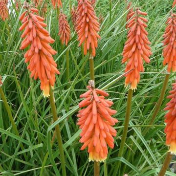 Kniphofia Elvira