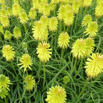 Kniphofia Limelight