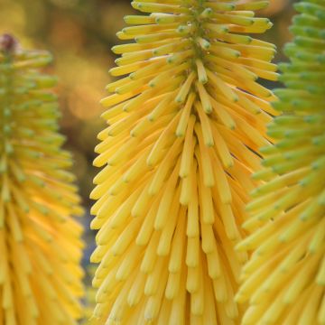 Kniphofia Minister Verschuur