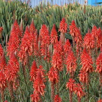 Kniphofia Red Rocket