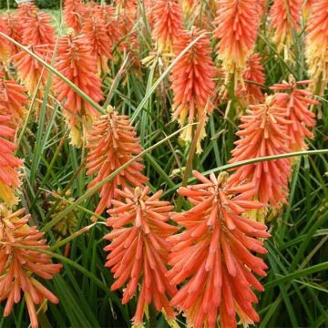 Kniphofia Redhot Popsicle