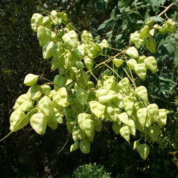 Koelreuteria paniculata - Jabonero de la China