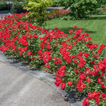 Rosal La Sevillana Meigekanu