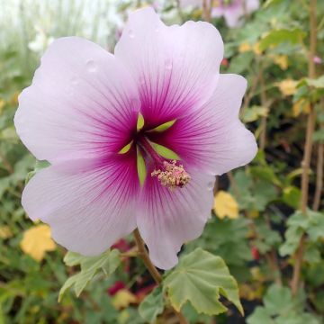 Malva subovata Princesse de Ligne