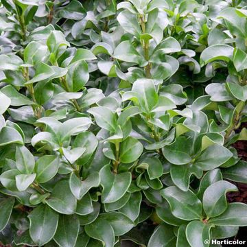 Aligustre del Japón Rotundifolium - Ligustrum japonicum