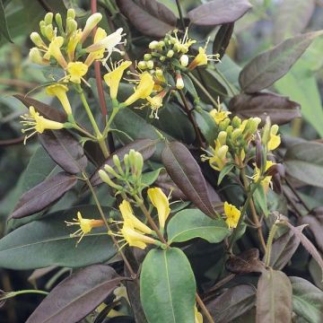 Lonicera henryi Copper Beauty - Madreselva