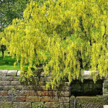 Laburnum alpinum Pendulum