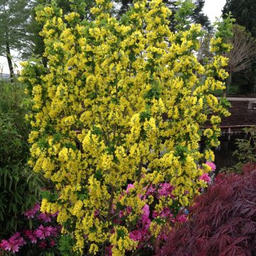 Laburnum anagyroides Sunspire