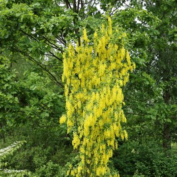 Laburnum anagyroides Yellow Rocket® - Golden chain, Common laburnum, Golden rain