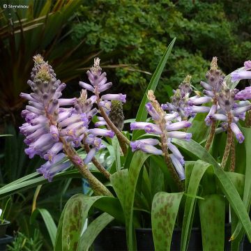 Lachenalia African Beauty Rupert