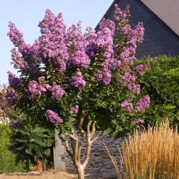 Árbol de Júpiter Lilac Grand Sud - Lagerstroemia indica