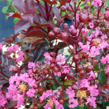 Árbol de Júpiter Rhapsody in PINK - Lagerstroemia indica