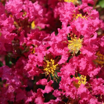 Árbol de Júpiter Bergerac - Lagerstroemia indica