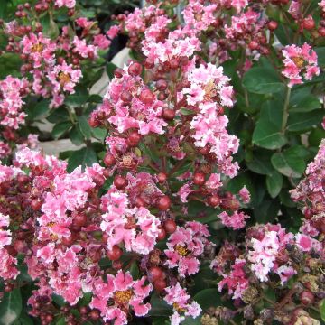 Árbol de Júpiter Berlingot Menthe - Lagerstroemia indica