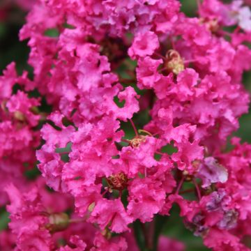 Árbol de Júpiter Houston - Lagerstroemia indica