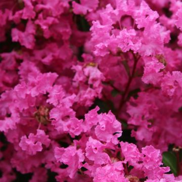 Árbol de Júpiter La Mousson - Lagerstroemia indica