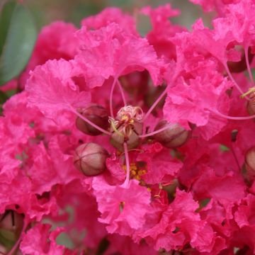 Árbol de Júpiter Mon Panache - Lagerstroemia indica