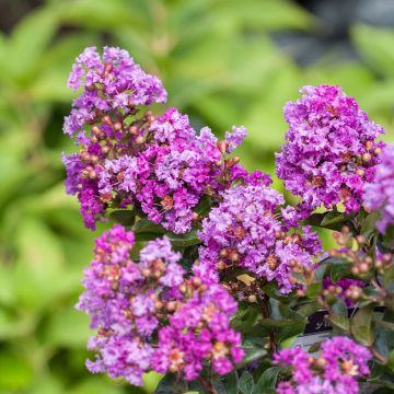 Árbol de Júpiter Purple Magic - Lagerstroemia indica