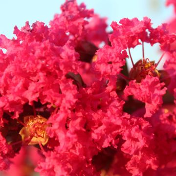 Árbol de Júpiter Périgord Pourpre - Lagerstroemia indica