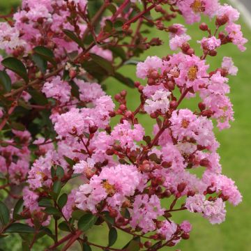 Árbol de Júpiter Pink Grand Sud - Lagerstroemia indica