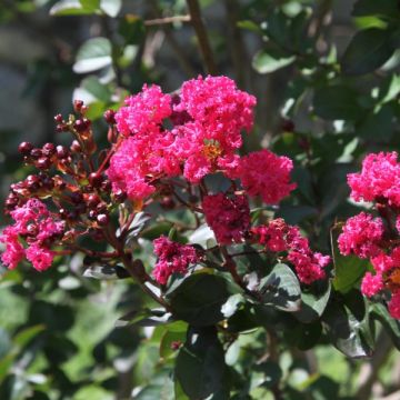 Árbol de Júpiter Pink Velours - Lagerstroemia indica