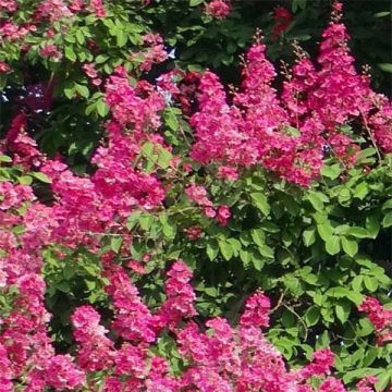 Árbol de Júpiter Rose Fucsia - Lagerstroemia indica