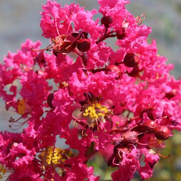 Árbol de Júpiter Saint Emilion - Lagerstroemia indica