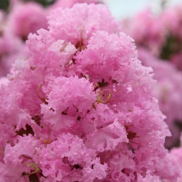 Árbol de Júpiter Soir d'Eté - Lagerstroemia indica