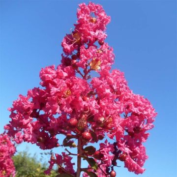 Árbol de Júpiter Souvenir d'André Desmartis - Lagerstroemia indica