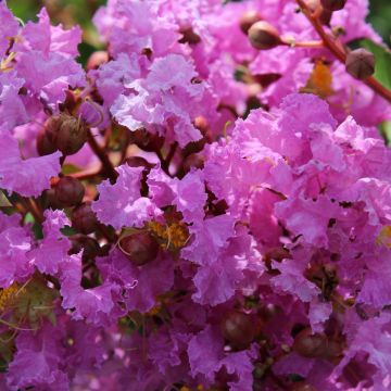 Árbol de Júpiter Souvenir d'Hubert Puard - Lagerstroemia indica